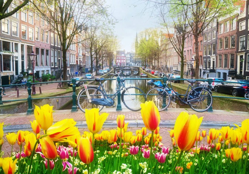 Bicycles parked on a canal bridge in Amsterdam, the Netherlands in springtime, with tulips in the foreground